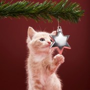 Pets related image